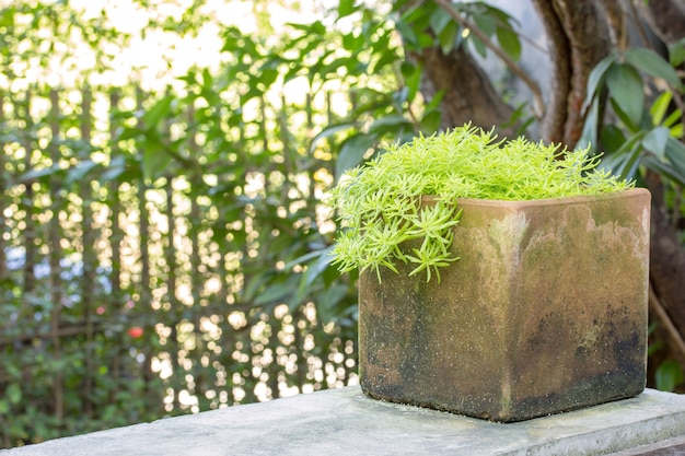 Garten Topfpflanze auf Tisch im Freien