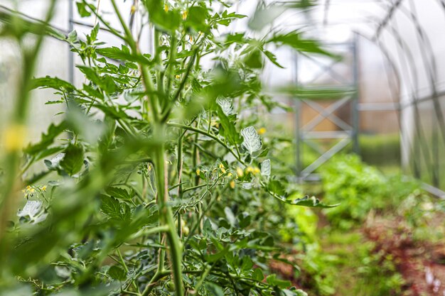 Garten- und Landwirtschaftskonzept. Bio-Tomaten wachsen im Gewächshaus. Gewächshausprodukte. Gemüseproduktion.