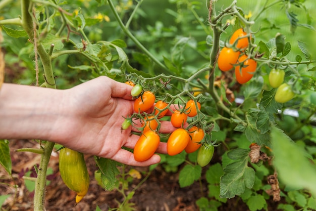 Garten- und Landwirtschaftskonzept. Frau Landarbeiter Hand pflücken frische reife Bio-Tomaten. Gewächshausprodukte. Gemüseproduktion. Tomaten wachsen im Gewächshaus