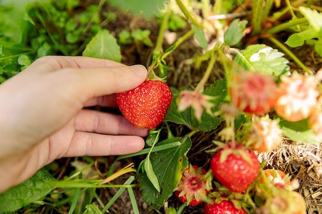 Garten- und Landwirtschaftskonzept Frau Landarbeiterin erntet rote reife Erdbeeren im Garten wo