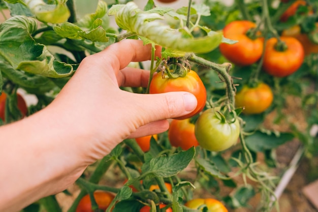 Garten- und Landwirtschaftskonzept Frau Landarbeiterin handpflücken frische reife Bio-Tomaten greenho