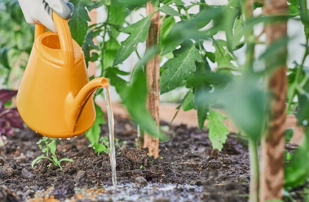 Garten- und Landwirtschaftskonzept Gießkanne im Gewächshaus auf dem Bauernhof Bewässerung von Tomaten mit Gießkanne