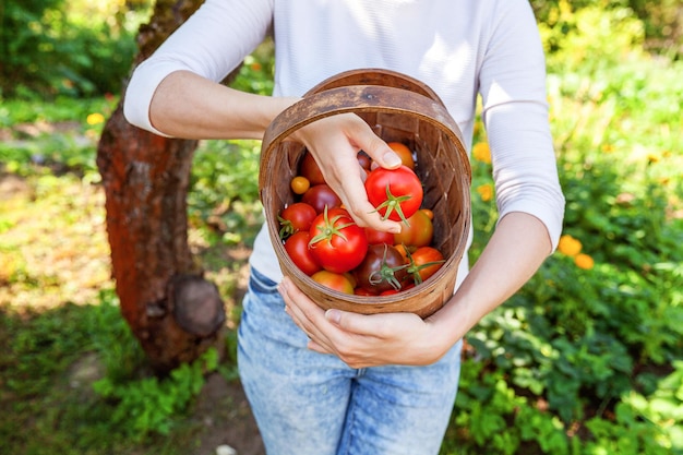 Garten- und Landwirtschaftskonzept. Junge Frau Landarbeiter Hände halten Korb frische reife Bio-Tomaten im Garten pflücken. Gewächshausprodukte. Pflanzliche Lebensmittelproduktion