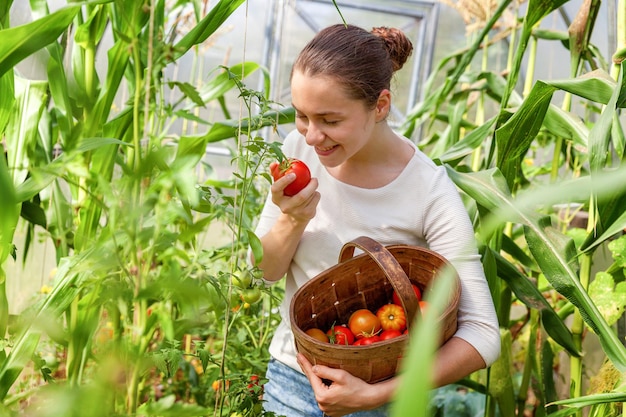 Garten- und Landwirtschaftskonzept. Junge Frau Landarbeiter mit Korb pflücken frische reife Bio-Tomaten. Gewächshausprodukte. Pflanzliche Lebensmittelproduktion. Tomatenanbau im Gewächshaus