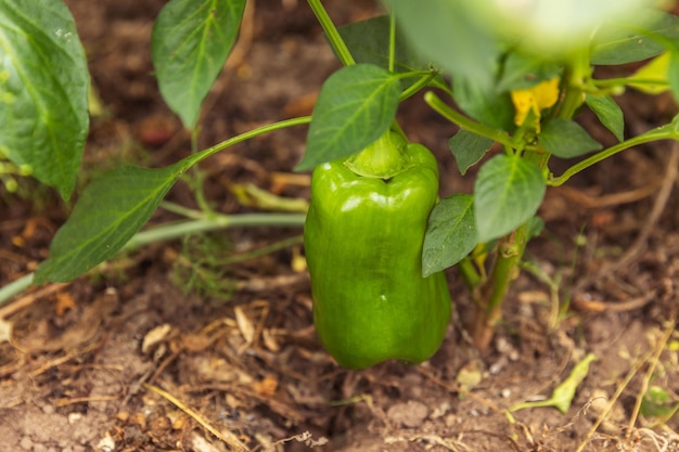 Garten- und Landwirtschaftskonzept. Perfekter grüner frischer reifer Bio-Paprika bereit zur Ernte auf dem Ast im Garten. Vegane vegetarische Lebensmittelproduktion aus eigenem Anbau. Paprika pflücken.