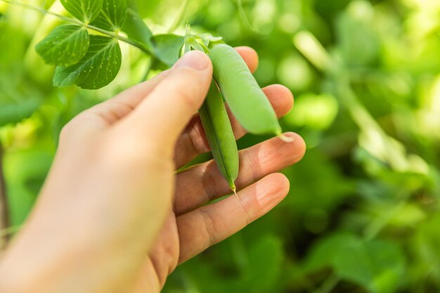 Garten- und Landwirtschaftskonzept Weibliche Landarbeiterin erntet grüne frische reife Bio-Erbsen auf Zweig im Garten Vegane vegetarische Lebensmittelproduktion aus eigenem Anbau Frau pflückt Erbsenschoten