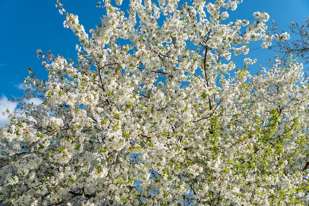 Garten voller Obstbäume mit weißen Blüten im Frühling