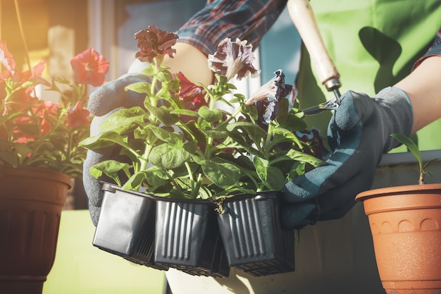 Gartenarbeit. Blumen pflanzen.