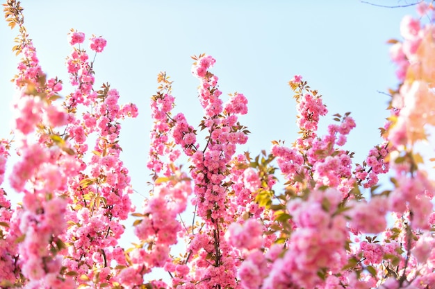 Gartenarbeit Botanischer Garten Konzept Zarte Blüte Aroma und Duft Frühjahrssaison Zweige der schönen Sakura Frische-Konzept Sakura-Blumen Sakura-Blumen Himmelshintergrund Florale Kulisse