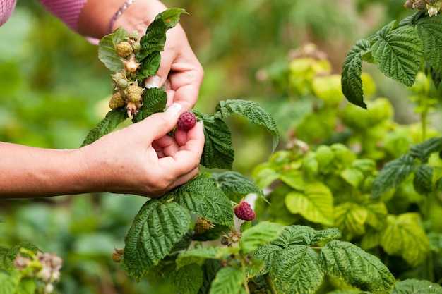 Gartenarbeit - Frau, die frische Himbeeren in ihrem Garten an einem sonnigen Tag erntet