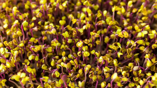 Gartenarbeit im Innenbereich. Niedliche junge Microgreen-Pflanzen mit Blättern im Wachstumslicht schließen den selektiven Fokus aus der Nähe