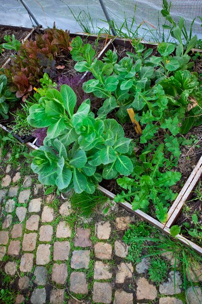 Foto gartenarbeit in einem gewächshaus