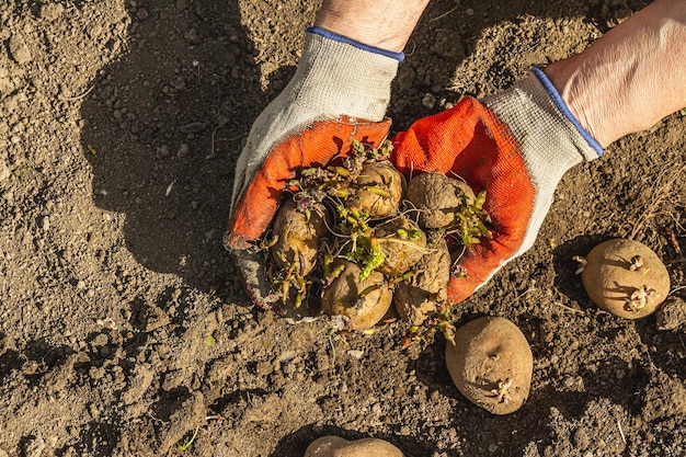 Gartenarbeit konzeptioneller Hintergrund Die Hände einer Frau halten Kartoffeln, die zum Pflanzen bereit sind