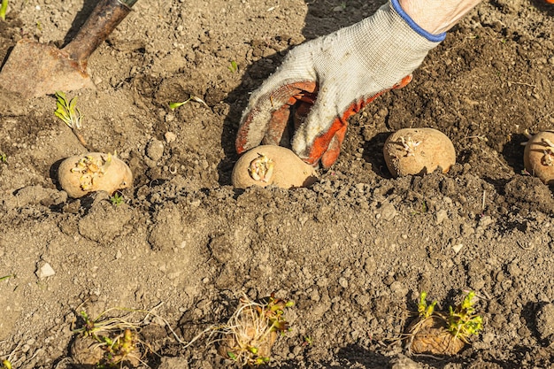 Gartenarbeit konzeptioneller Hintergrund Woman39s Hände pflanzen Kartoffeln in den Boden Frühjahrssaison