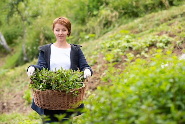 Gartenarbeit mit frischen Kräutern im Sommer Frau mit Holzkorb voller frischer Kräuter ment Pfefferminztee