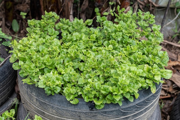 Gartenarbeit mit grünem Gemüse im Reifen