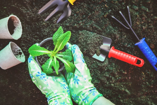 Gartenarbeit, Pflanzen im Garten. Garten. Tiefenschärfe.