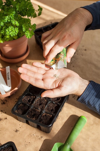 Gartenarbeit, Pflanzen zu Hause. Mann, der Samen in Keimbox sät