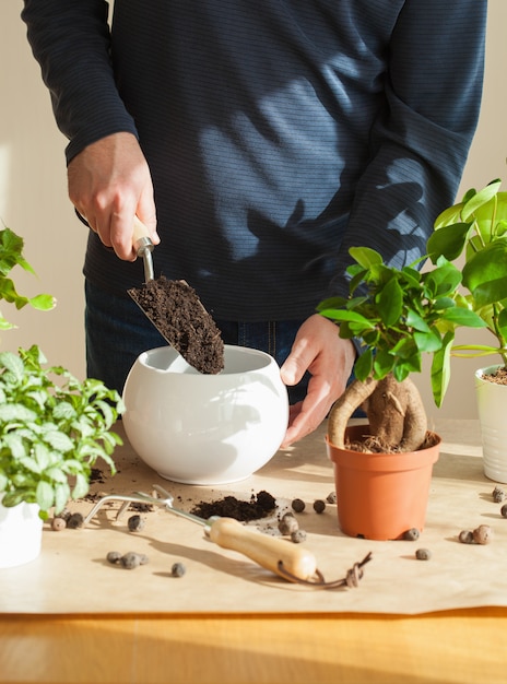 Gartenarbeit, Pflanzen zu Hause. Mann verlagert Ficus Zimmerpflanze