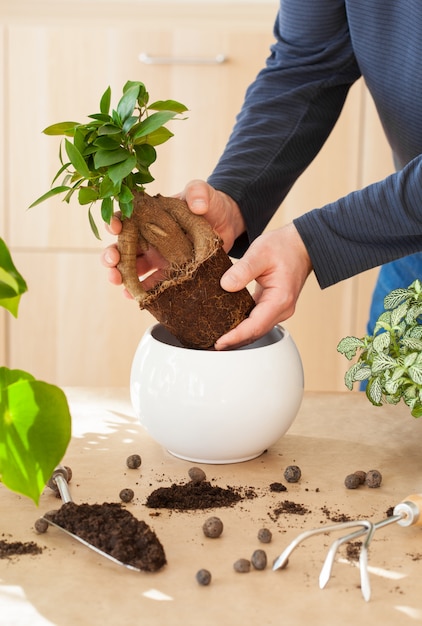 Gartenarbeit, Pflanzen zu Hause. Mann verlagert Ficus Zimmerpflanze