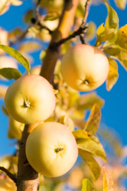 Gartenarbeit und Ernte. Bio-Apfelkulturen Bauernhof oder Garten. Erntezeit der Äpfel im Herbst. Reichhaltiges Erntekonzept. Äpfel gelb reife Früchte auf Zweig Himmelshintergrund. Äpfel ernten Herbstsaison.