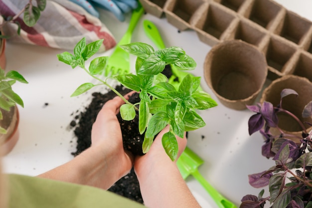 Gartenarbeit zu Hause. Hände der Frau mit Sprösslingstabelle