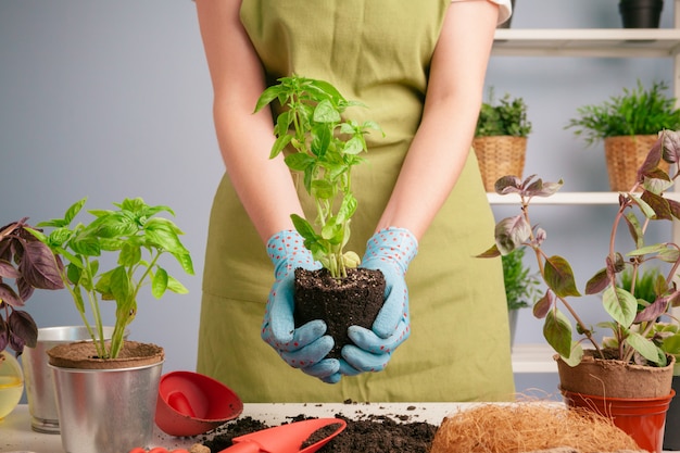 Gartenarbeit zu Hause. Hände der Frau mit Sprösslingstabelle