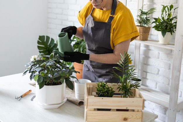 Gartenarbeit zu Hause Nahaufnahme Frau, die grüne Pflanzen aus der Gießkanne zu Hause neu pflanzt und gießt Eingemachte grüne Pflanzen zu Hause Dschungel-Blumendekor Blumenladen-Konzept