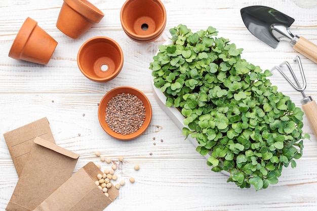 Gartenbau Konzept Pflanzung zu Hause