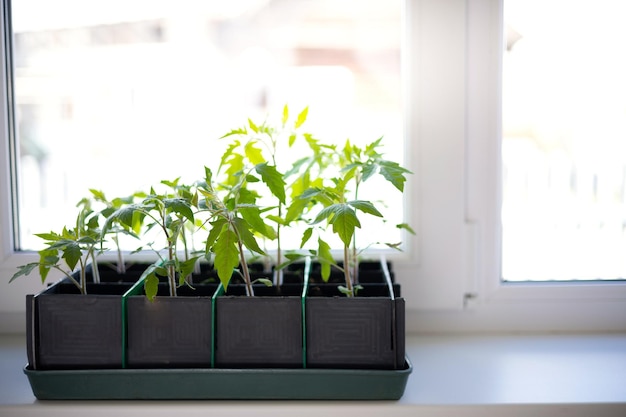 Gartenbau Tomatensämlinge in einer Box auf dem Fenster unter Sonnenlicht Spring Plant Care