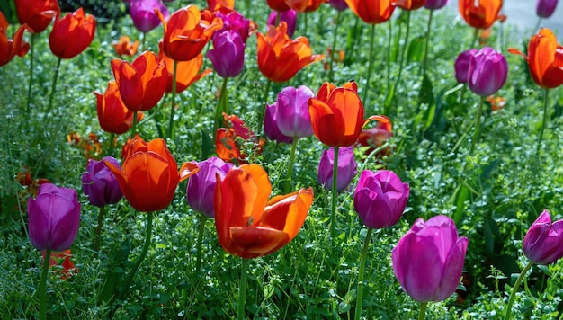 Gartenbeet mit bunten Tulpen in Nahaufnahme