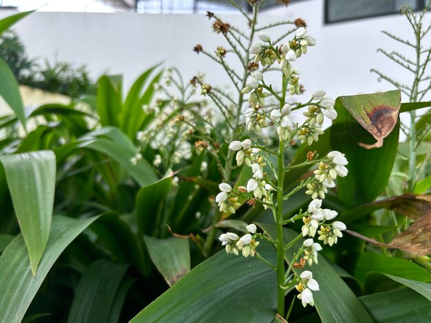 Foto gartenblüten aus der nähe