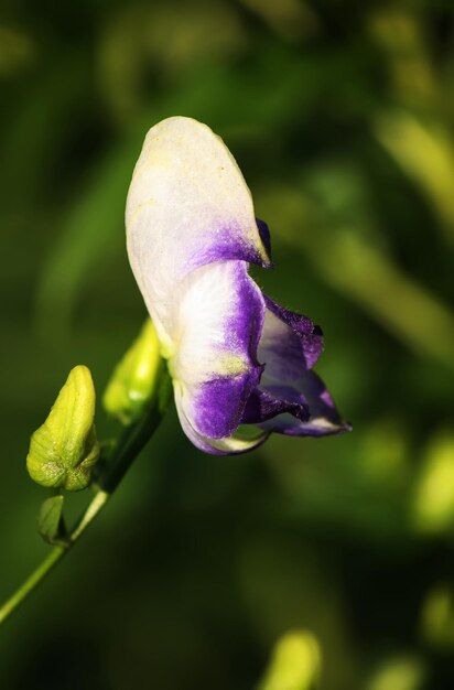 Gartenblume im Sonnenlicht