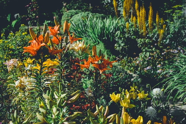 Gartenblumen. blühender Garten