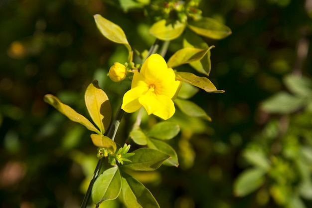 Gartenblumen, gelb blühender Jasmin. Auf einem Ast mit üppigem Laub. früher Frühling