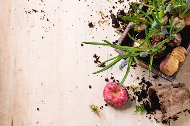 Foto gartenblumenzwiebeln und -sprösslinge