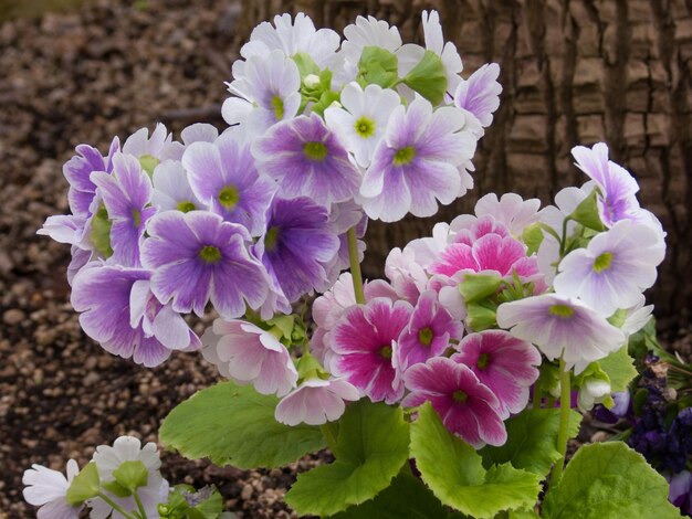 Gartenbotanikmeisebelgien