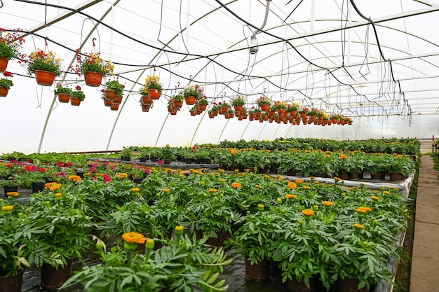 Foto gartencenter, das pflanzen in einem gewächshaus verkauft pflanzen in hängenden braunen töpfen in einem kleinen gewächshaus