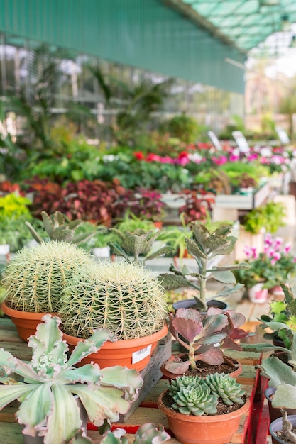 Gartencenter für den Verkauf von Pflanzen und Blumen