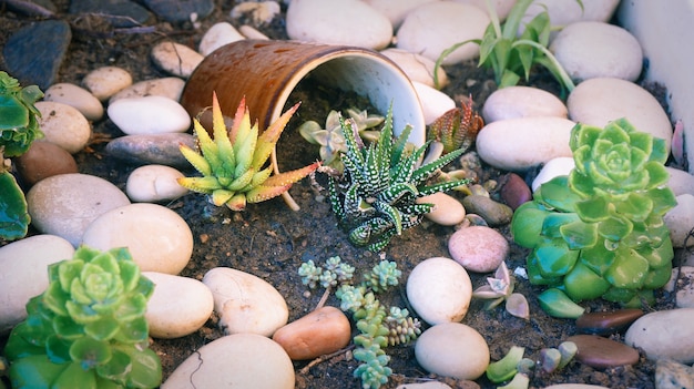 Gartendekoration der winzigen Pflanzen der saftigen Blume mit zerbrochener Keramikschale