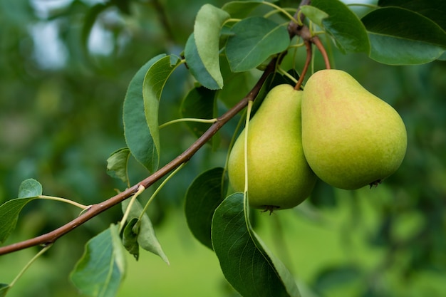 gartenfrische Birnen auf einem Ast