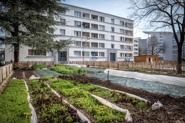 Gartengemüsebehälter gemüsegarten auf der terrasse salate, die in einem behälter in einem städtischen viertel wachsen