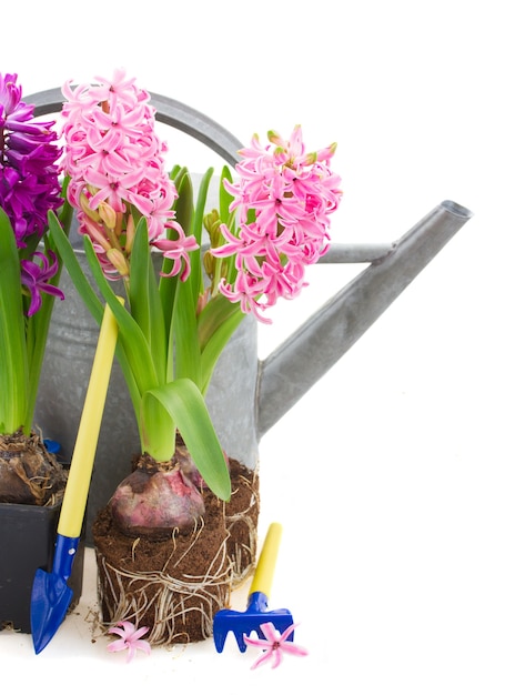 Gartengeräte mit Hyazinthenblumen lokalisiert auf Weiß