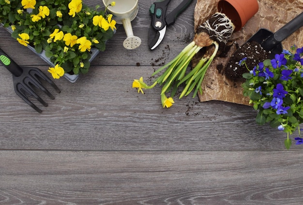 Gartengeräte Narzissen und Stiefmütterchen auf Holzhintergrund Das Konzept der GartenarbeitFrühlingszeit