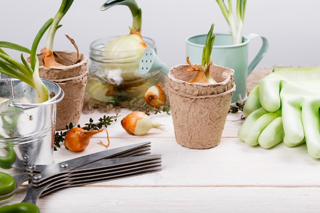 Gartengeräte Sprossen von Frühlingszwiebeln in Jarson weißer Holztisch Frühling im Gartenkonzept Hintergrund mit freiem Textraum Draufsicht flach gelegt