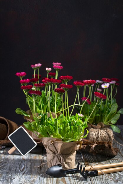 Gartengeräte und gänseblümchen frühlingsblumen bereit zum pflanzen