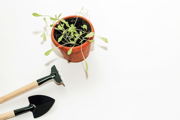 Gartenhandwerkzeuge ein Topf mit einer Sämlingspflanze