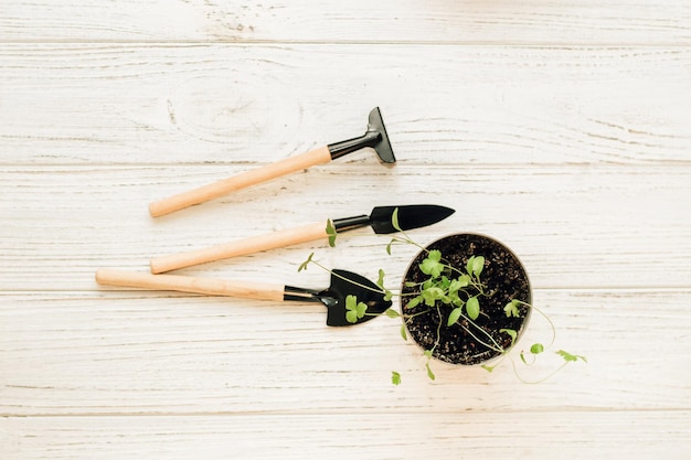 Gartenhandwerkzeuge ein Topf mit einer Sämlingspflanze