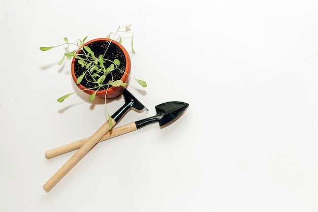 Gartenhandwerkzeuge ein Topf mit einer Sämlingspflanze