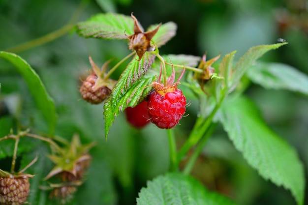 gartenhimbeeren auf grünem busch lokalisiert, nahaufnahme